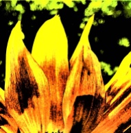sunflower - Copy_002