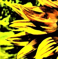 sunflower - Copy_004