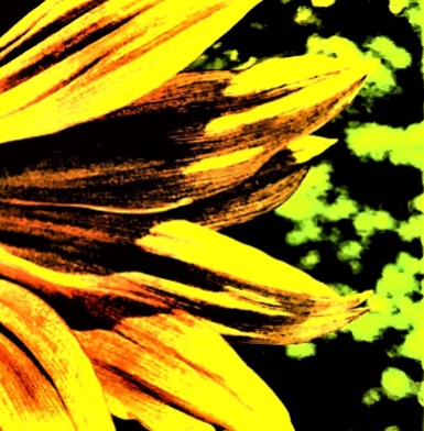 sunflower - Copy_006