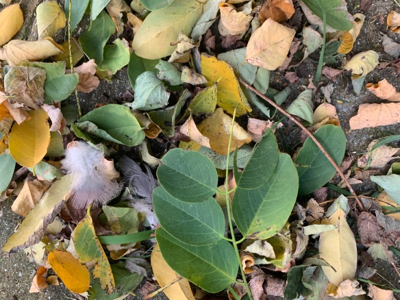 october leaves